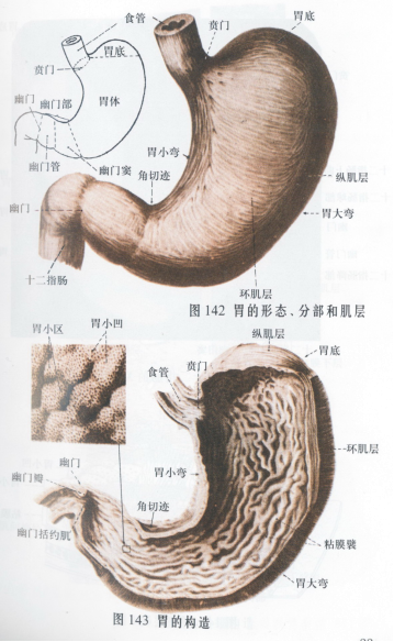 中西結(jié)合科開創(chuàng)難治性胃病中醫(yī)特色治療方法