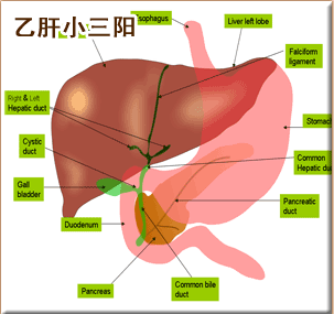 小三陽有哪些危害